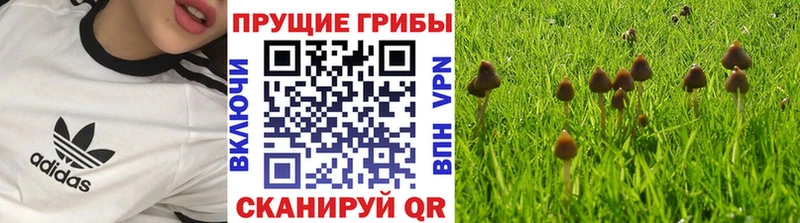 Галлюциногенные грибы Magic Shrooms  Сурск 